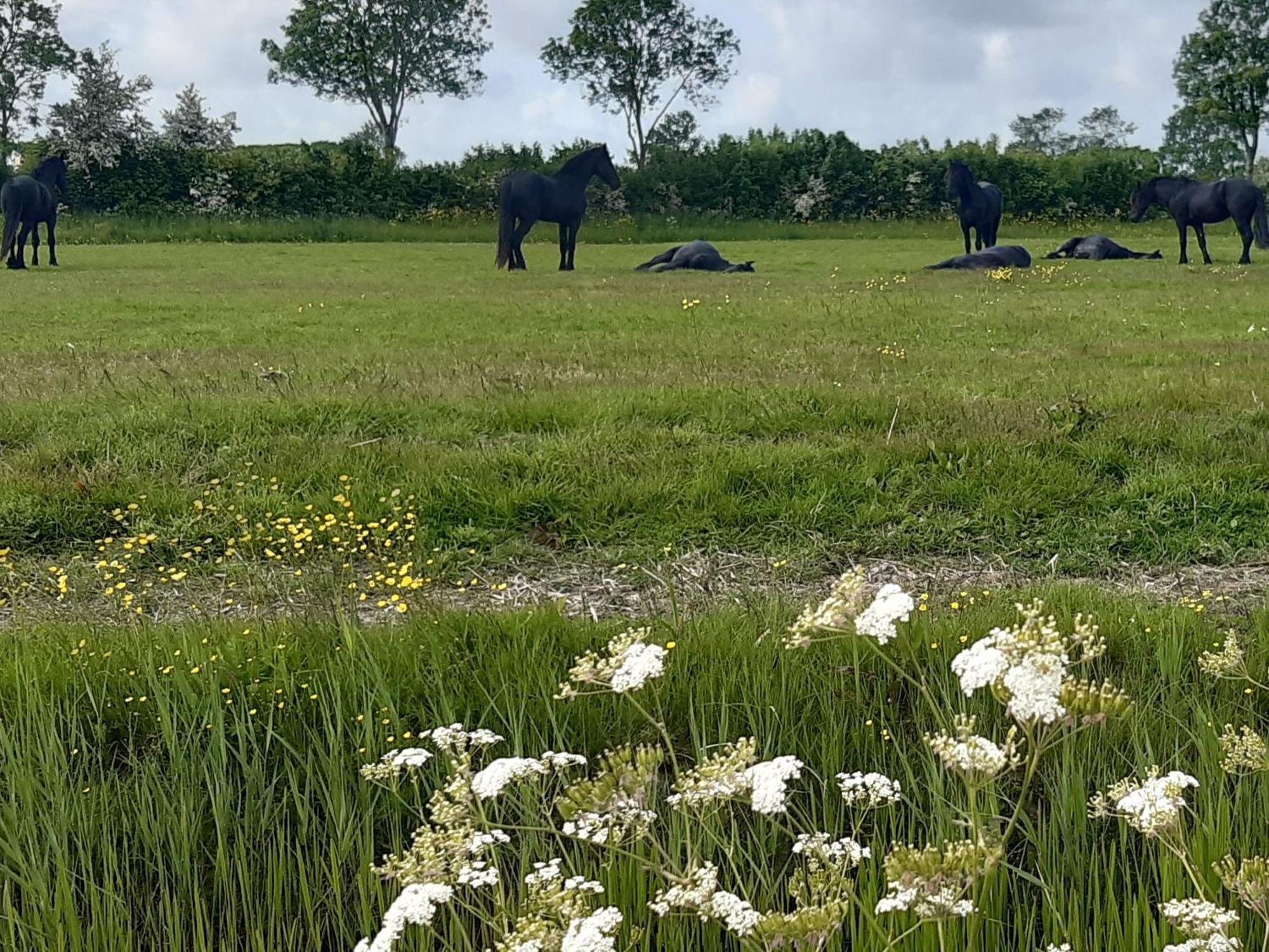 Wetterwillefriesland Wommels Ngoại thất bức ảnh